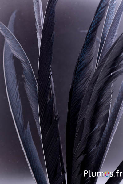 Faisan doré - 55-65 cm - noir